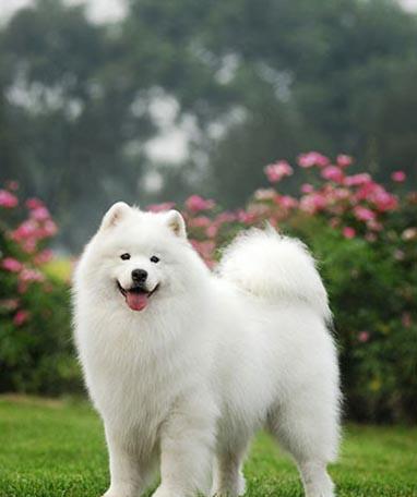 萨摩耶如何消除泪痕,萨摩耶有泪痕好治疗吗