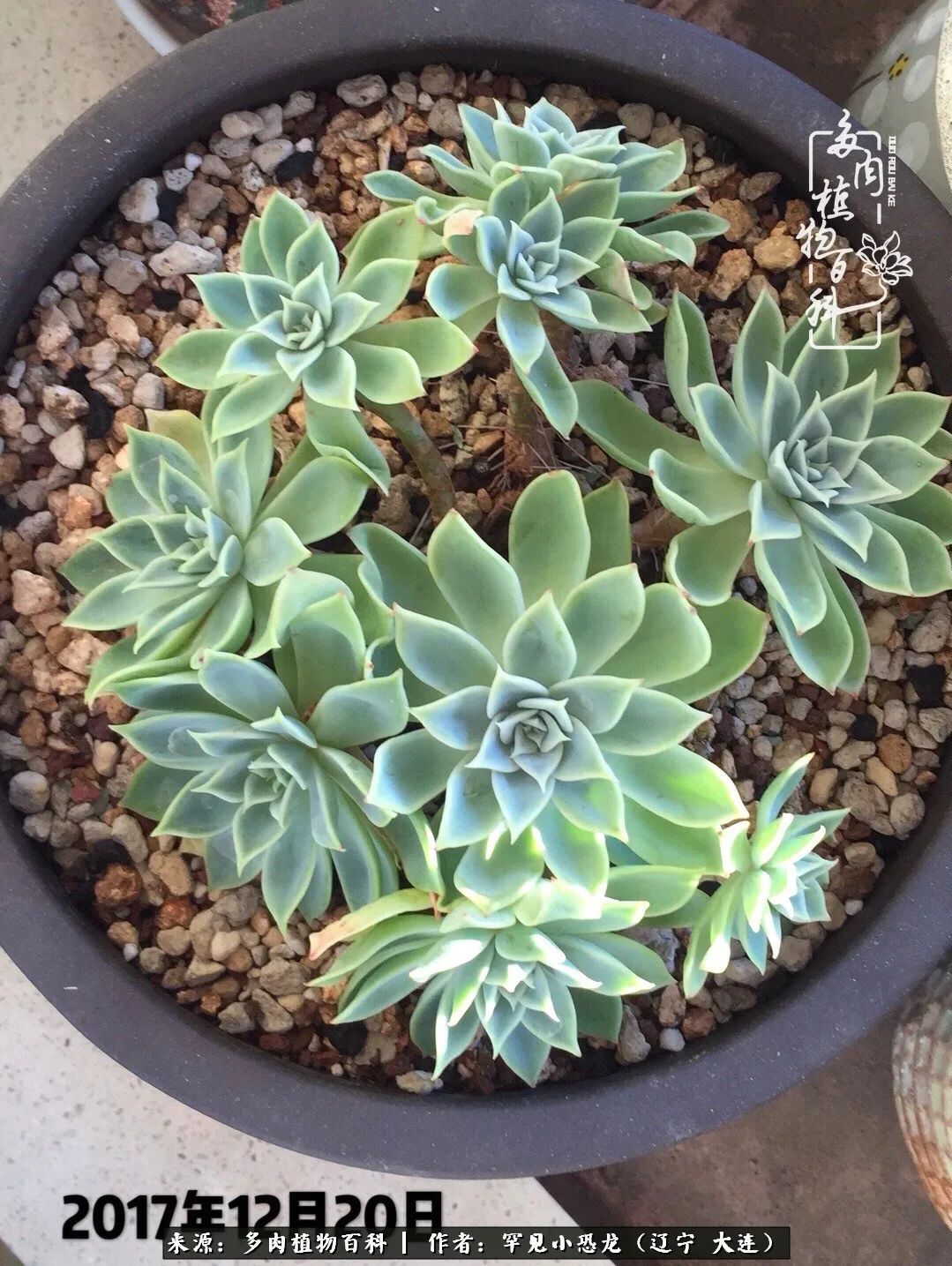 颗粒土除了种多肉还可以种什么,想养动物该怎么养