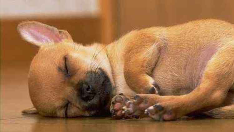 狗狗临产前像月经出血,狗狗临产前为什么爱吃东西