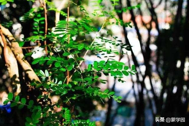 五月繁花似锦生机盎然,繁花似锦的六月诗词