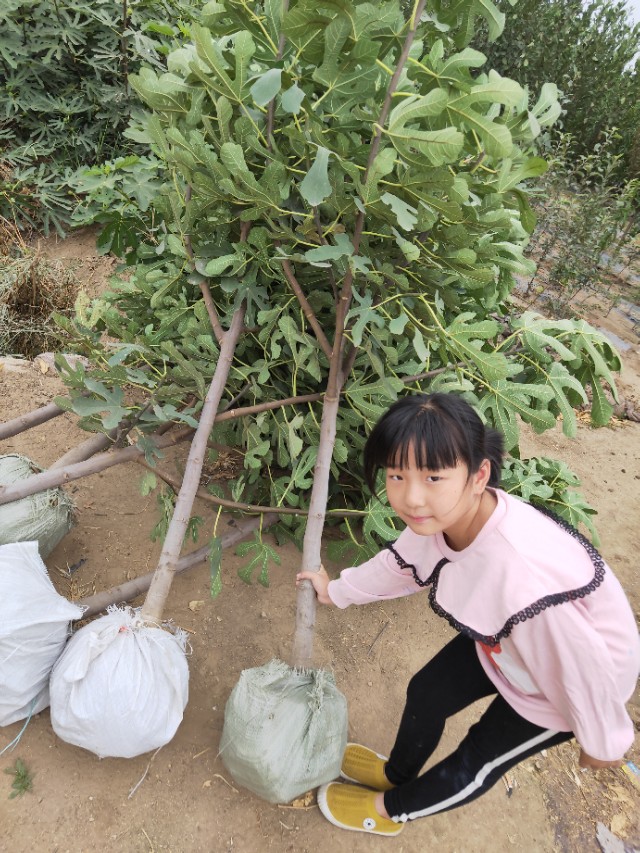 无花果裸根苗如何种植,无花果怎么培育新品种