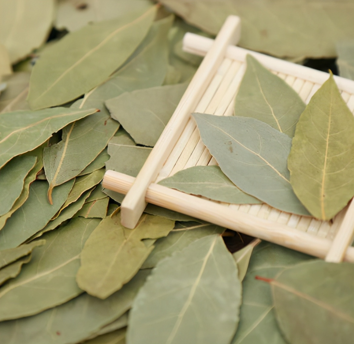 狗肉好吃汤又好喝的做法,狗肉煲的独特美味做法与搭配秘籍