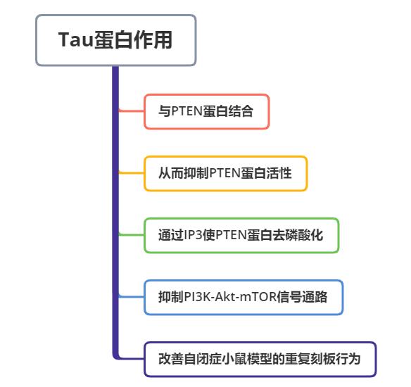 重磅研究成果！科学家在小鼠模型中发现改善自闭症核心症状新方法