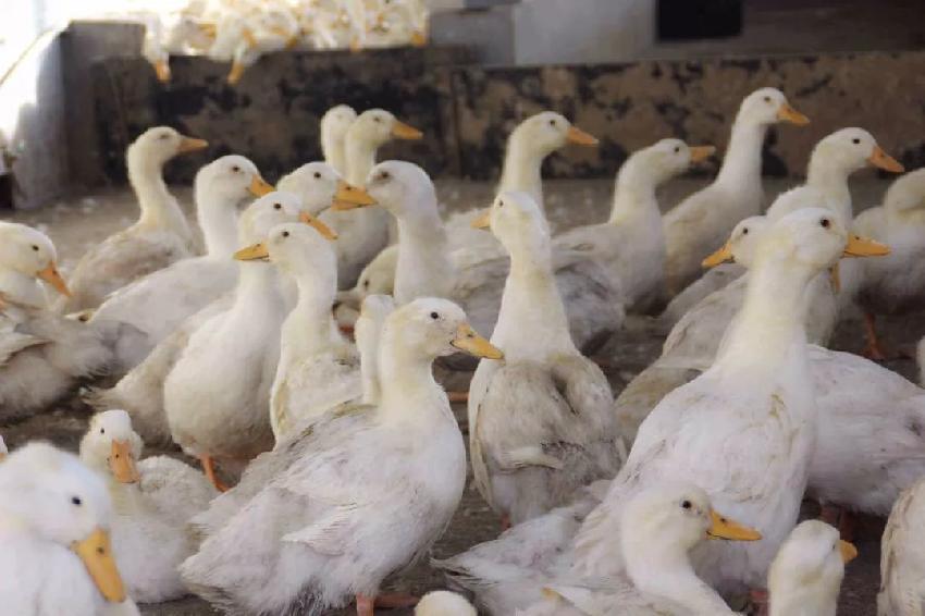 稳定发展战略的优缺点,稳定发展厚积薄发