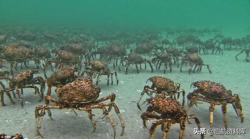 bbc纪录片life鸟类,bbc纪录片生命life7集