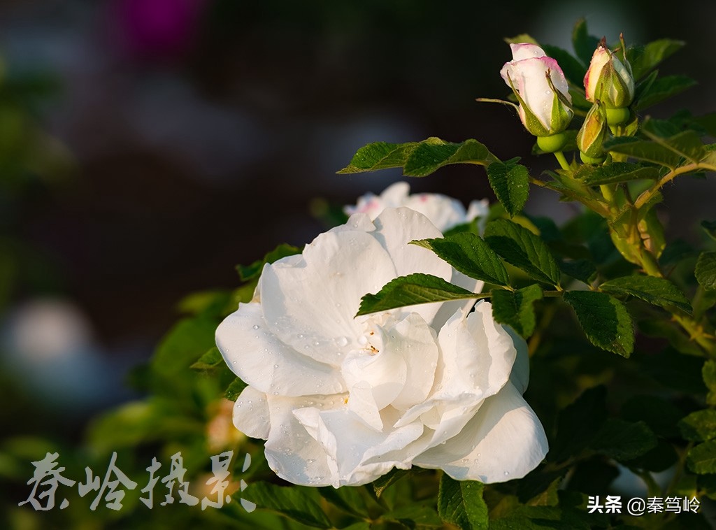 五月玫瑰花期,五月玫瑰盛开时