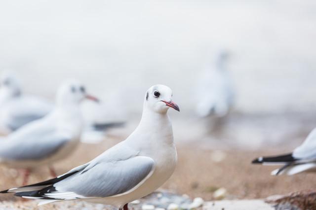 鸽子精英语怎么说,鸽子精啥意思