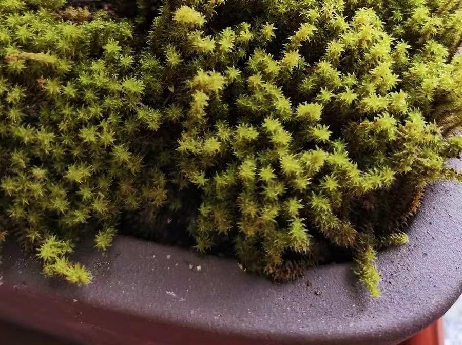 苔藓和鱼缸的完美结合,闲置的鱼缸放在家里好吗