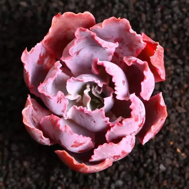 推荐轻松玩转100种常见多肉植物,700种多肉植物图鉴pdf百度云