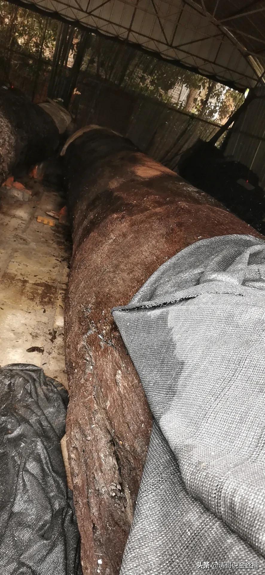 这是一根埋藏了6150年的木头