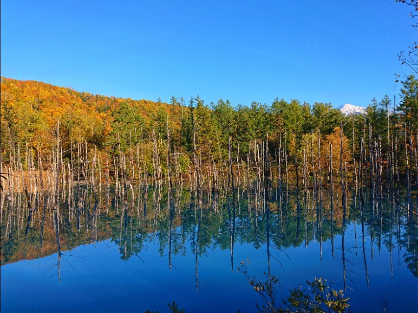 北海道登别到美瑛町需多久,日本北海道美瑛川的雪景