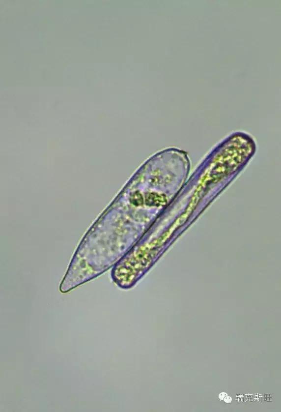 白芨病害及防治,白粉病发病规律防治措施