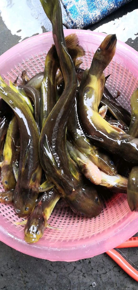 春季钓鱼如何诱鱼,春季钓鱼诱鱼