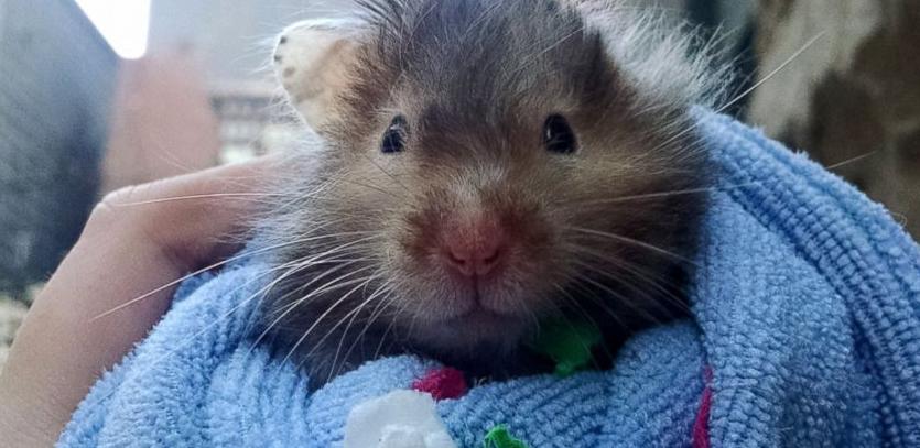 仓鼠老年期注意哪些事项,家养小仓鼠的严重后果