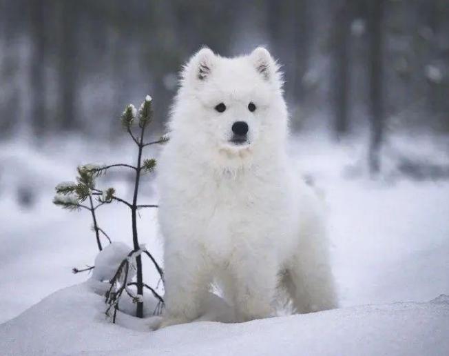 刚一个月多点的萨摩可以吃狗粮嘛,萨摩吃什么食物比较好