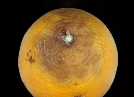 治疗柑橘沙皮病什么药好,柑橘砂皮病怎么治理