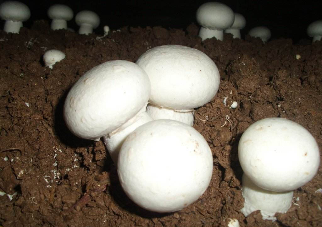 草菇双孢菇轮作生产技术,双孢菇废料怎样栽培草菇