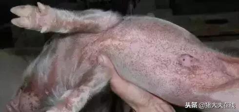 仔猪油皮什么原因造成的,仔猪油皮病的治疗方法