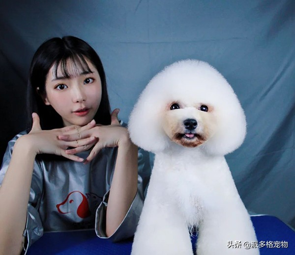 加盟派多格有人后悔吗,加盟派多格的真实经历