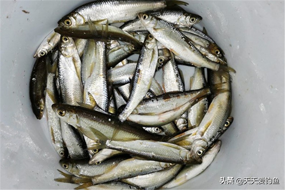 钓白条鱼绝密秘方,各种鱼都能钓世代相传的神奇钓法
