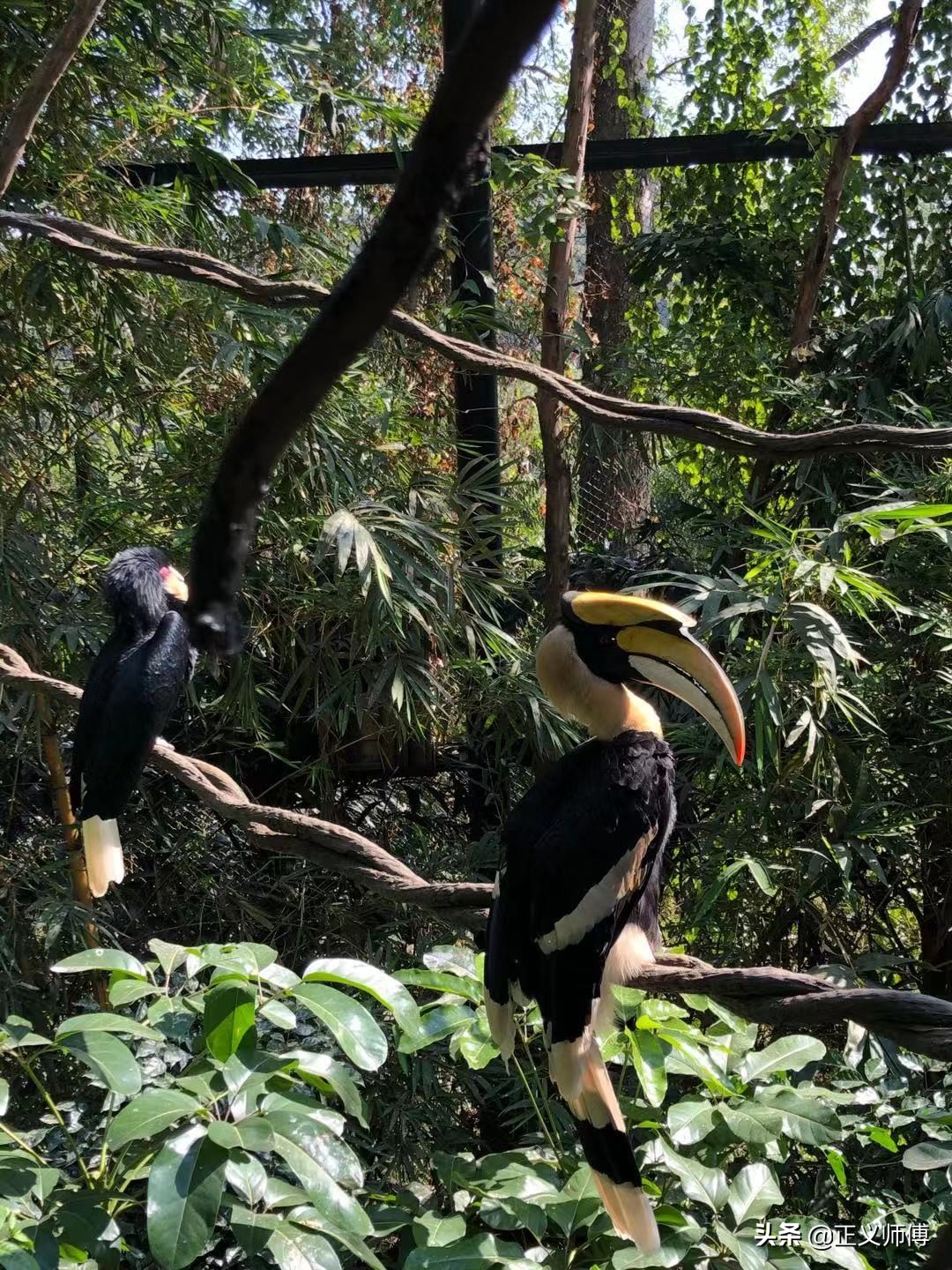 长隆动物园的动物,广州的长隆野生动物园有哪些动物