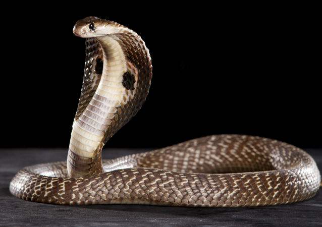 精灵宝可梦隐藏特性大全,精灵宝可梦寒冰小磁怪