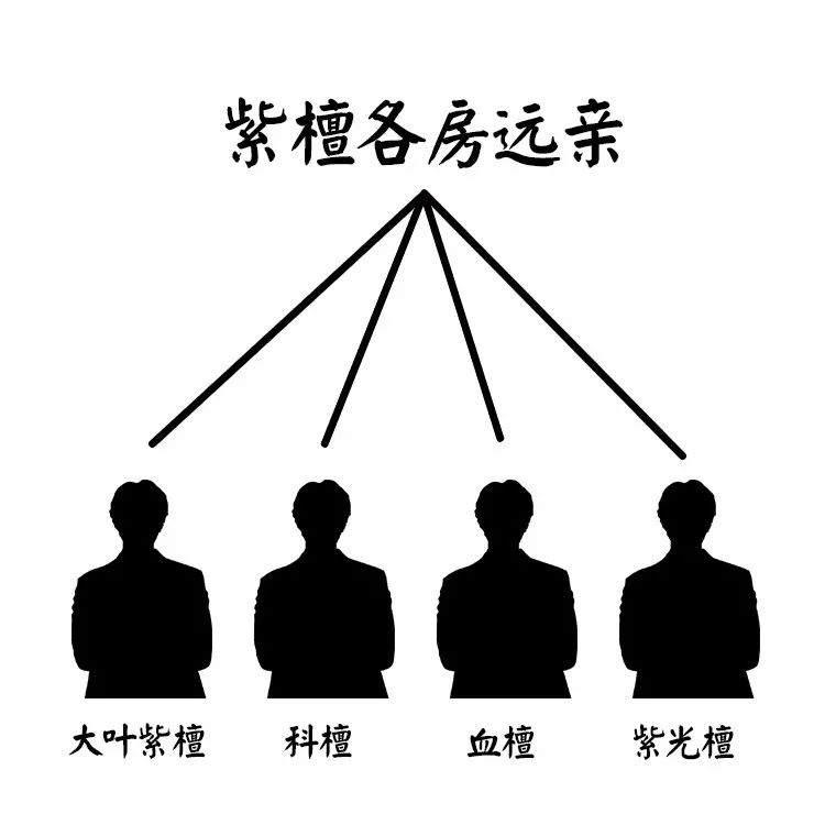 紫檀的真实身份,紫檀的一生