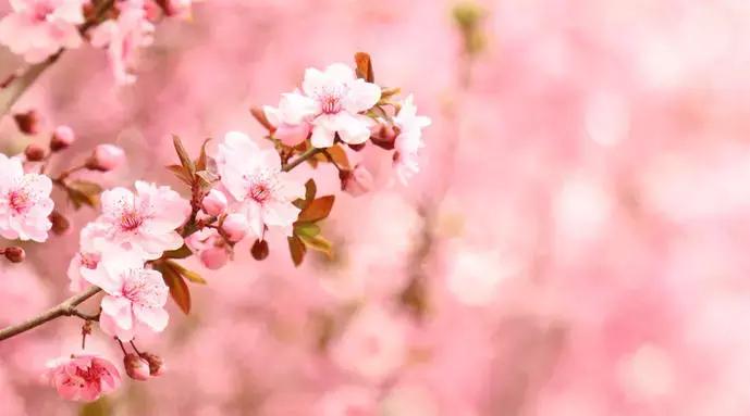 西安市青龙寺赏樱,西安赏樱花攻略