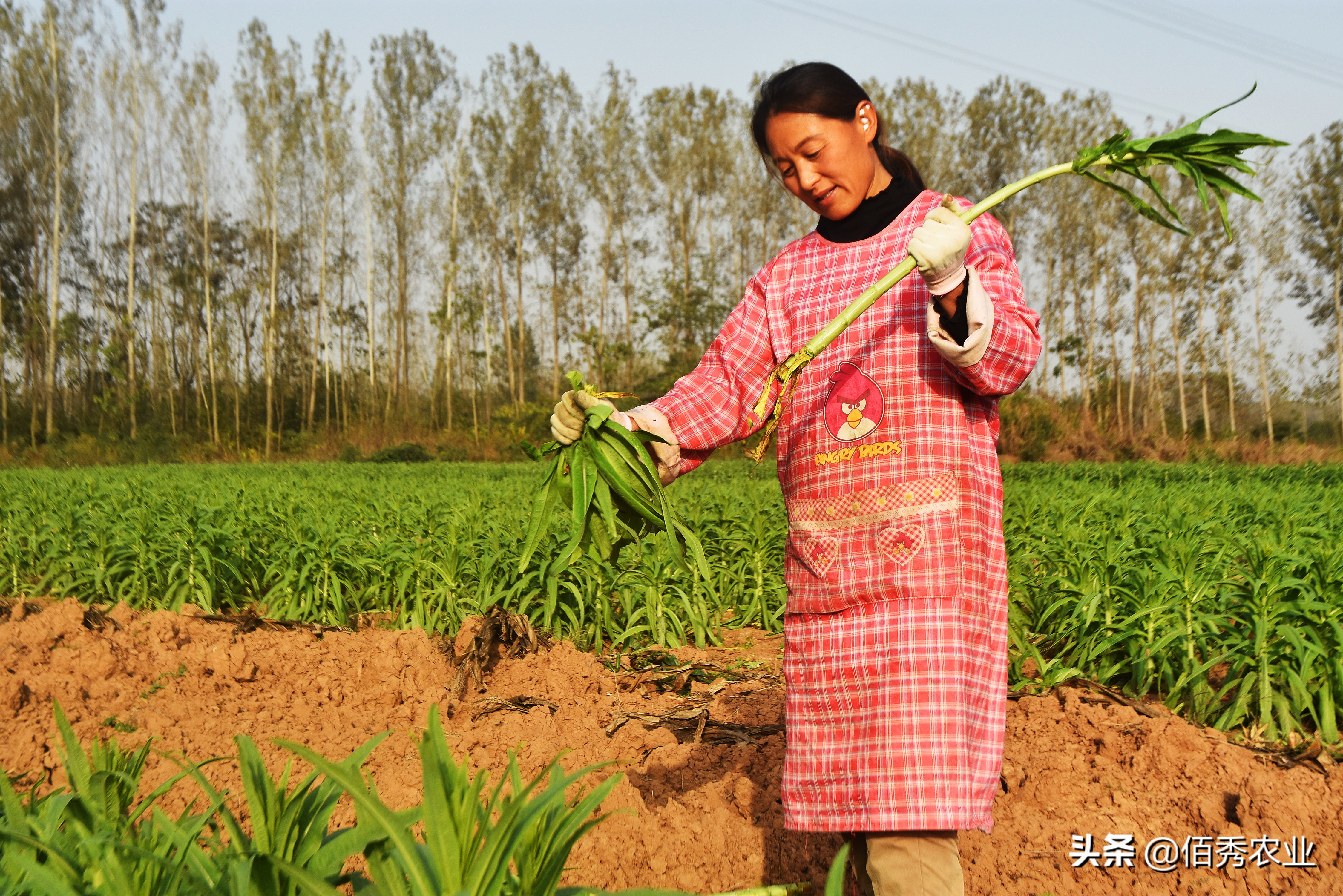农村妇女不上班在家种地能赚多少,一个农村妇女在家能干什么好赚钱