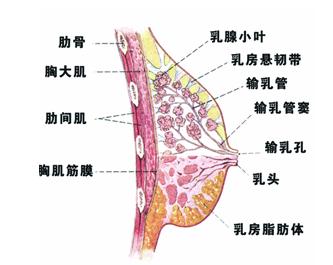 “xiong大的女人，欲望都很”强，是真的吗？