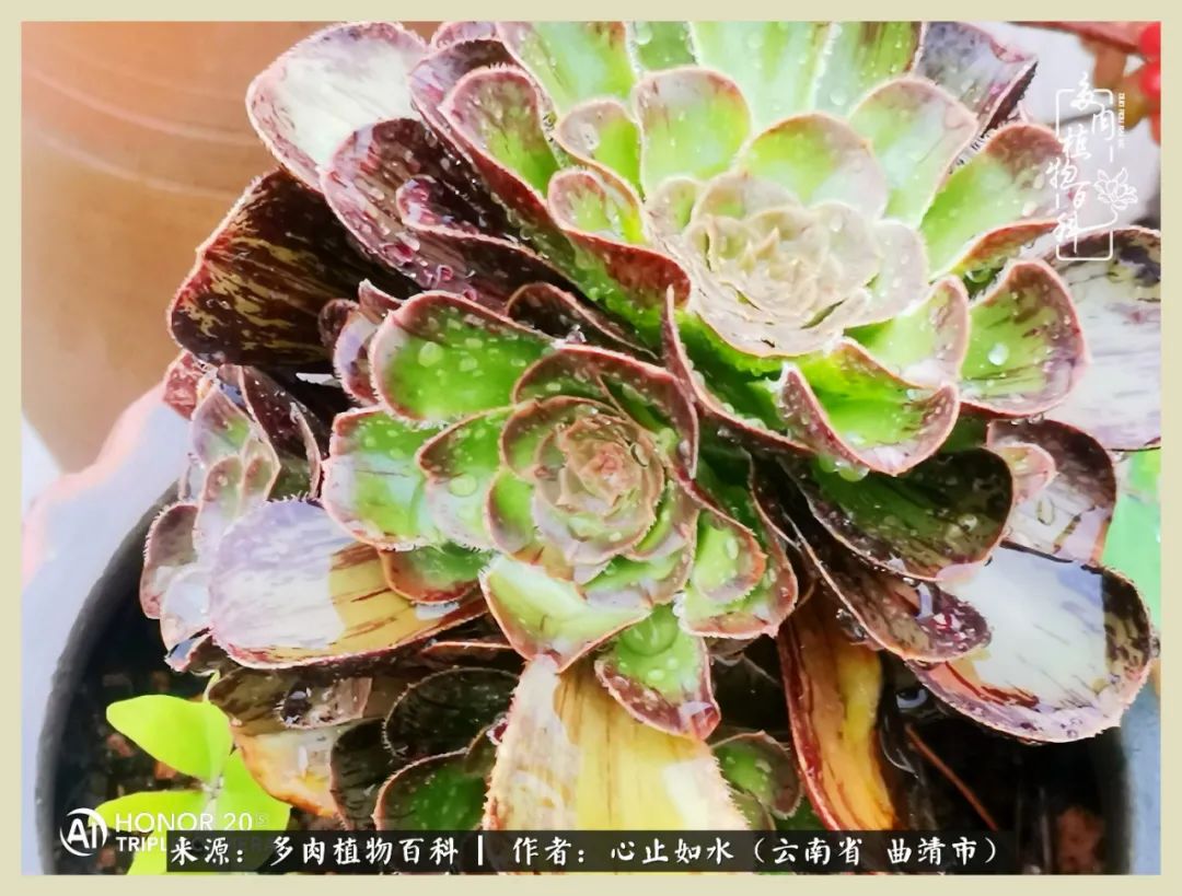 感谢陪伴感恩所有的遇见,让每个人都能感受到多肉的美好