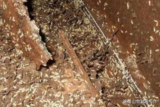 防治白蚁最好的方法,白蚁防治的药对人体有危害吗