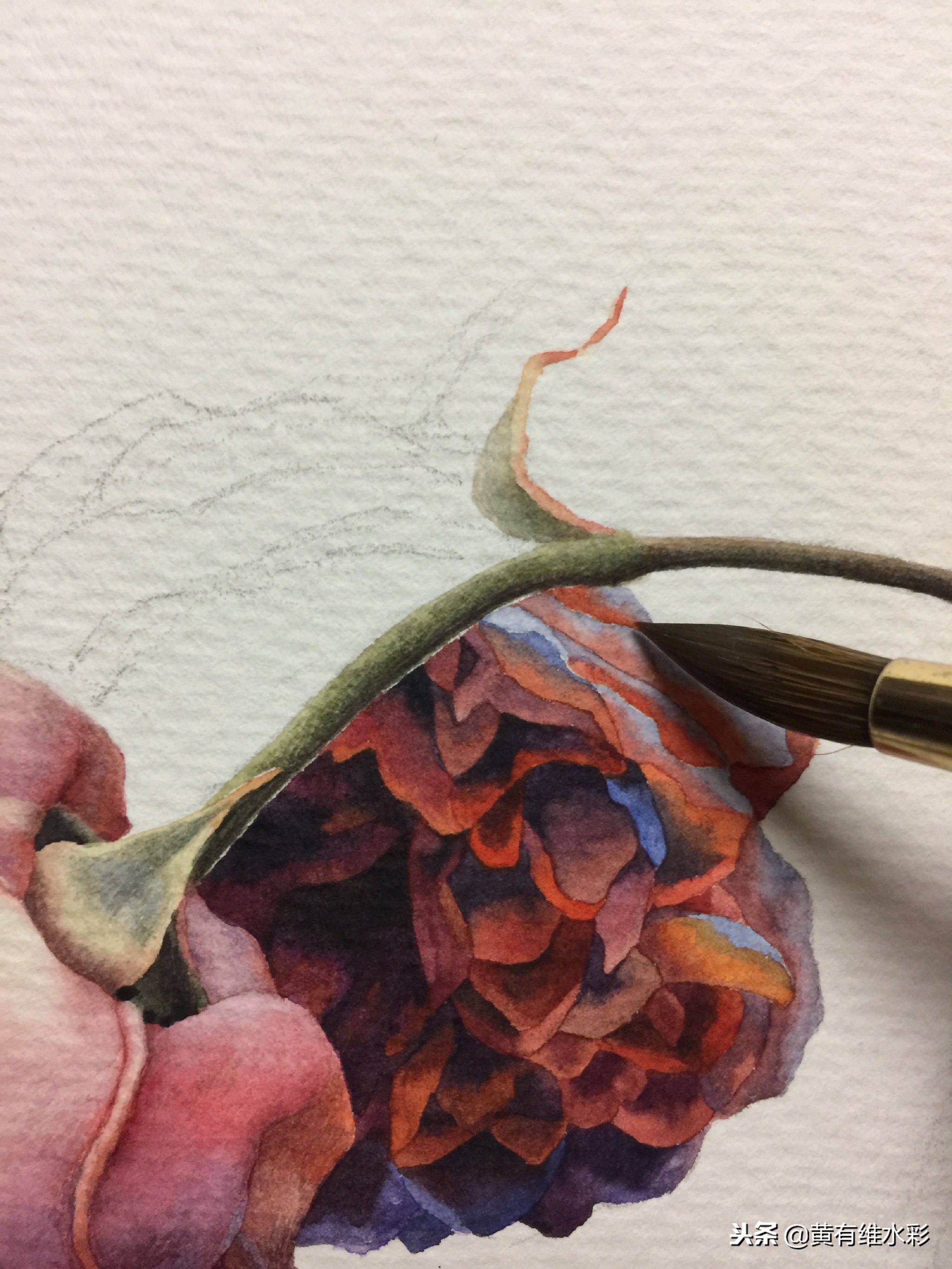 水彩绘画教程简单玫瑰,水彩步骤图花卉