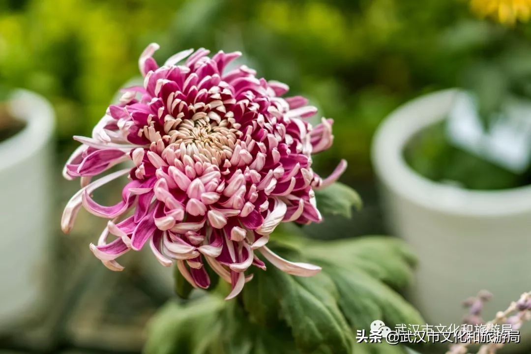 花点时间武汉东湖樱花园,武汉花点时间