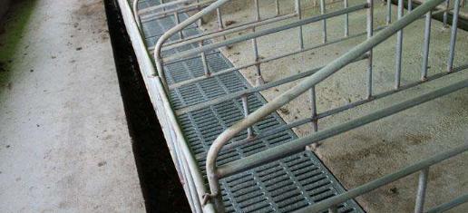 猪舍猪臭味怎么去除,猪舍臭味是什么