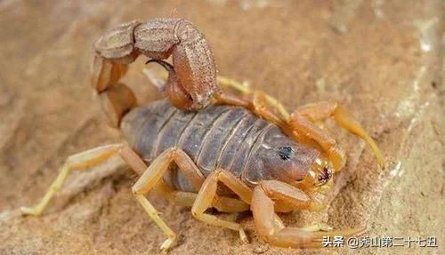 蜘蛛为啥不是五毒,民间传说的五毒没有蜘蛛