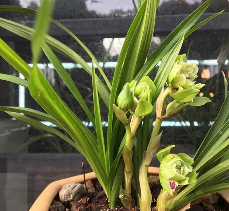 养花的好处50字,养花枝繁叶茂的秘诀