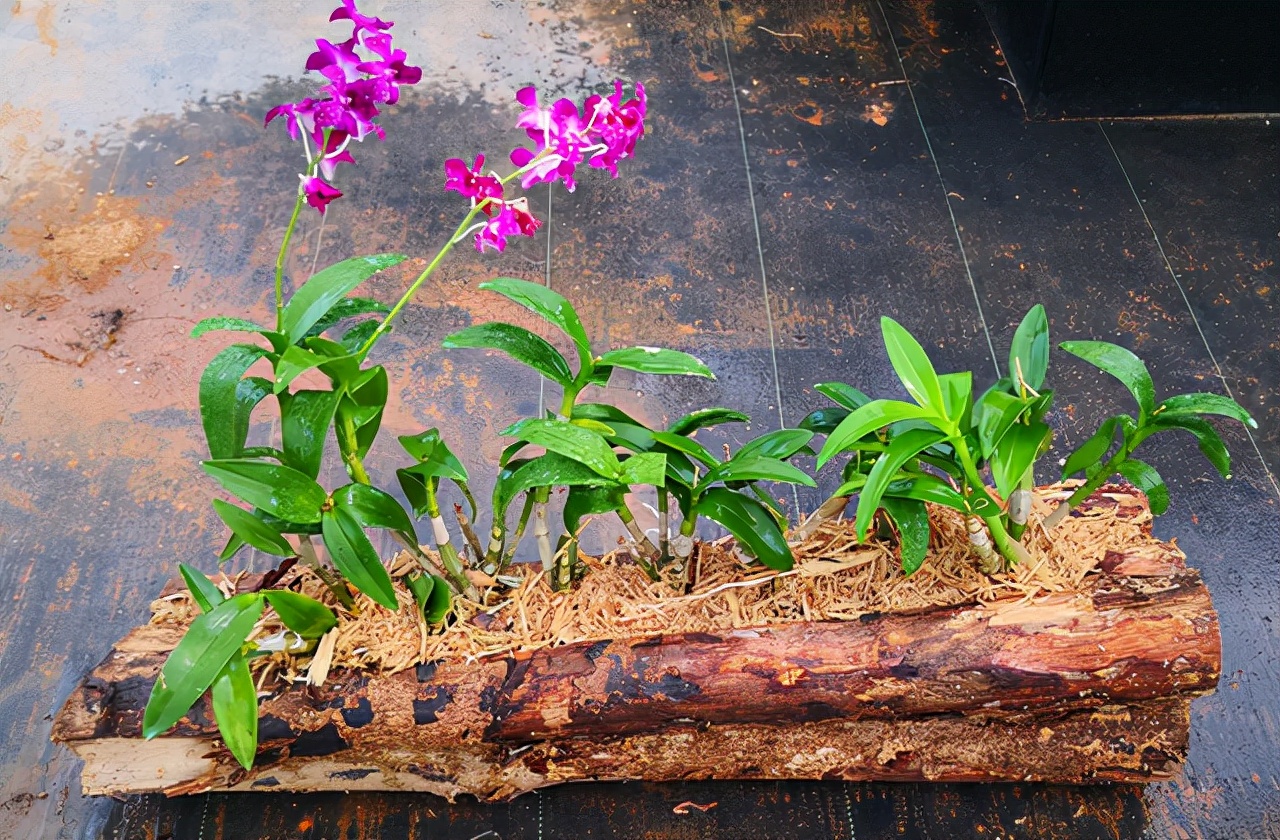 浇水过多死的植物,最容易浇死的6种花