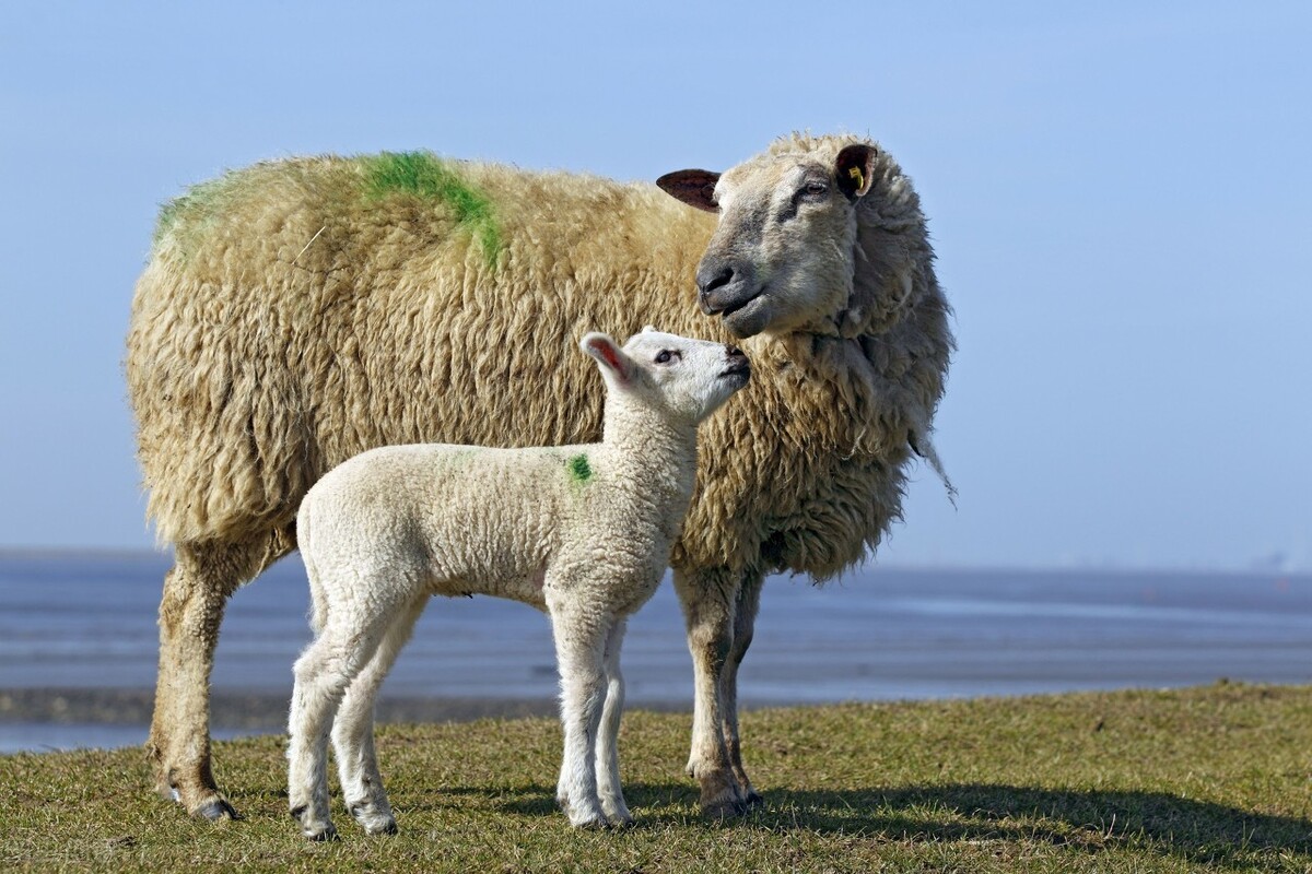 羊腹泻的治疗方法,羊高烧还腹泻是啥病