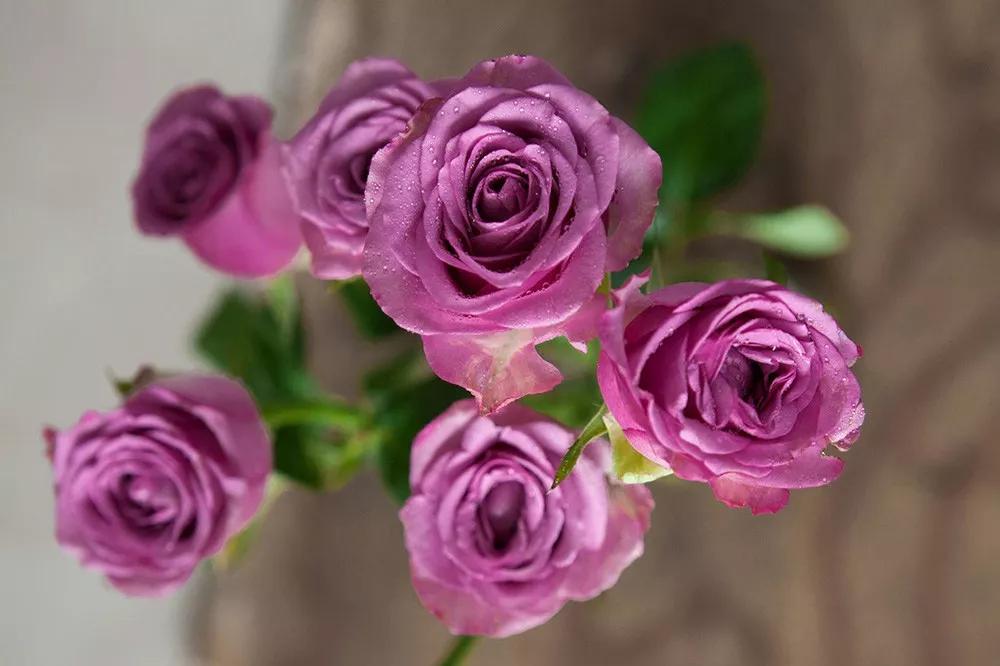 花店必备的5款玫瑰,鲜花图鉴一次性认识30种玫瑰花