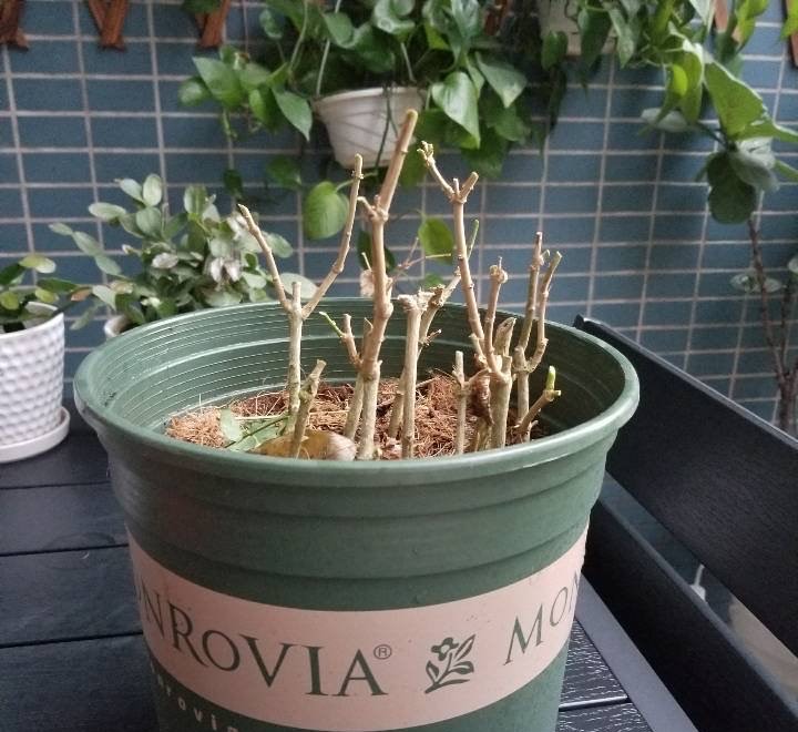 盆花怎样施肥效果好呢,花卉施肥过多怎么补救呢