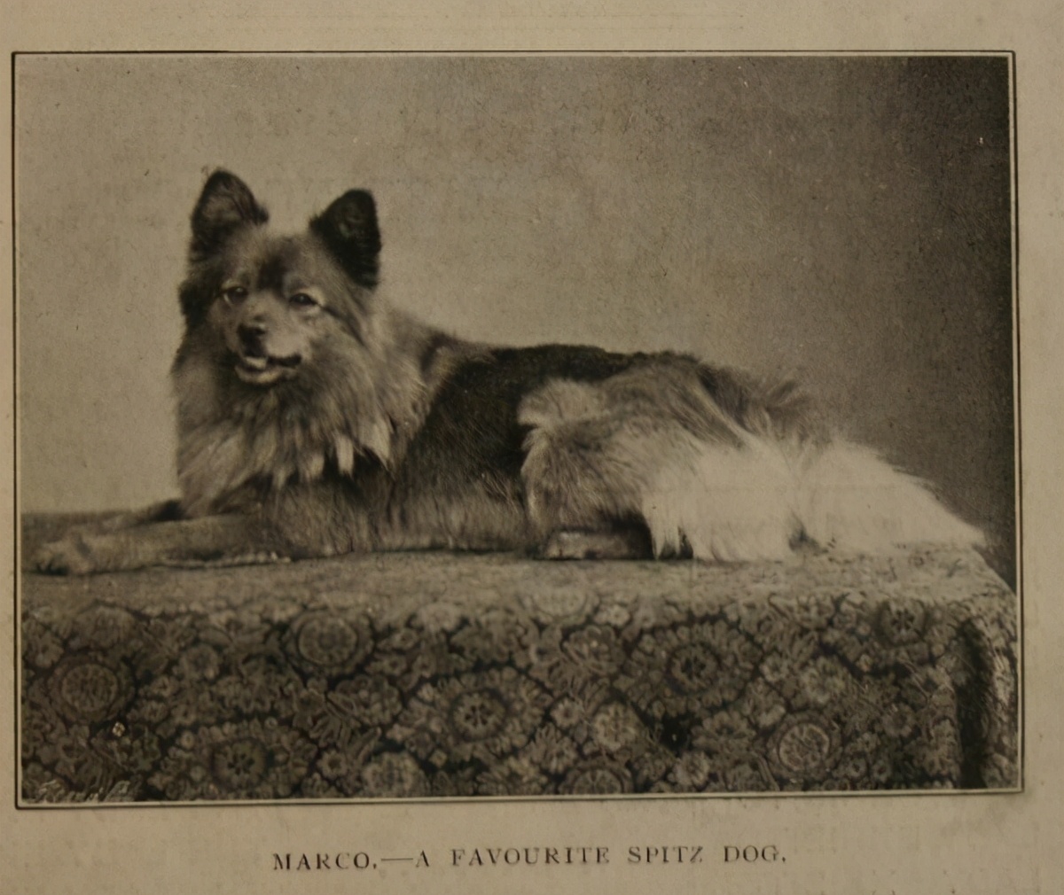 英国女王喜爱柯基,英国女王偏爱狗