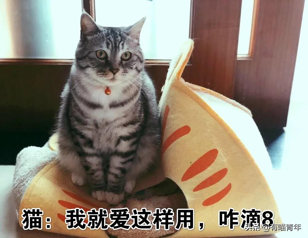 我给猫花的冤枉钱，能在广州买一套房