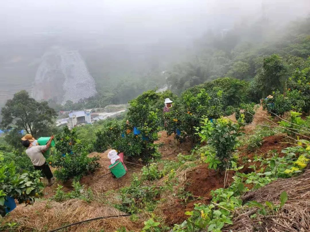 金秋砂糖桔2020年11月6日收购价,金秋砂糖桔现在能卖多少钱一斤