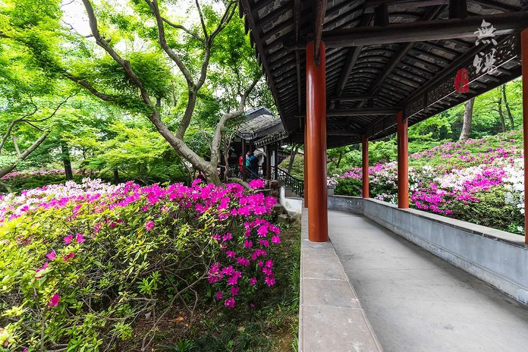 惠山古镇天下第二泉竹筒茶,惠山古镇天下第二泉