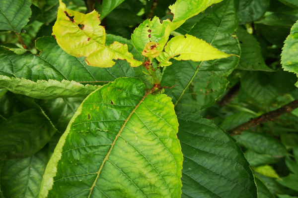 樱桃树缺铁怎么补救最好,樱桃树缺磷有什么症状