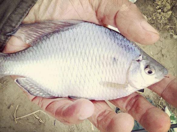 形似鳊鱼但比鳊鱼细长,形似鳊鱼的海鱼