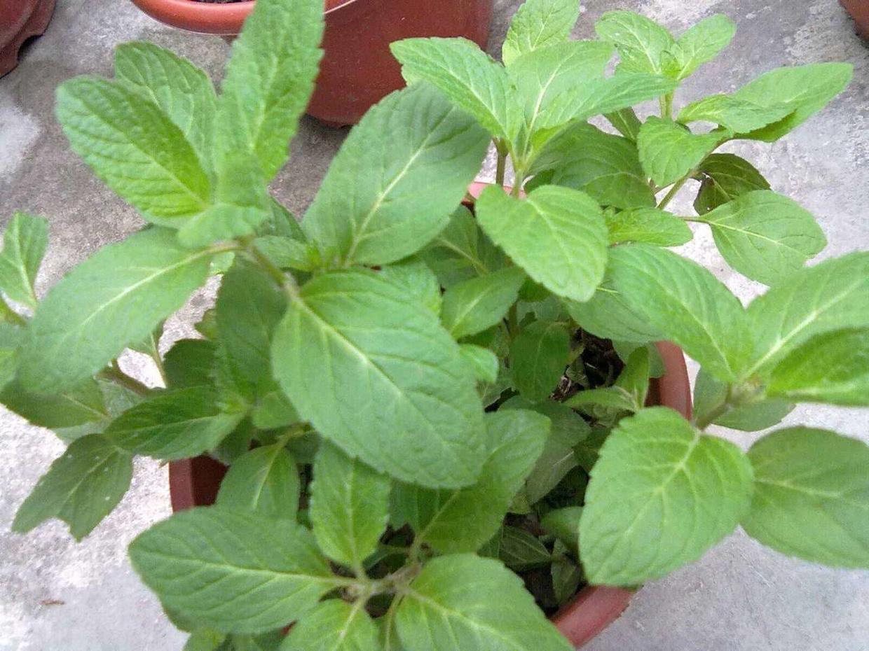 猫薄荷为什么只对猫科动物有用,猫和猫薄荷有什么相同点