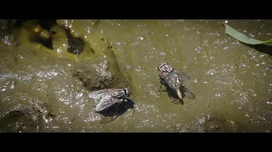 不用农药，让超1000种动植物生态平衡，这次美国人真的做到了