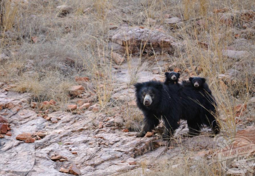老虎捕猎小熊，强悍母熊英勇发狂击退老虎，成功保护幼崽！